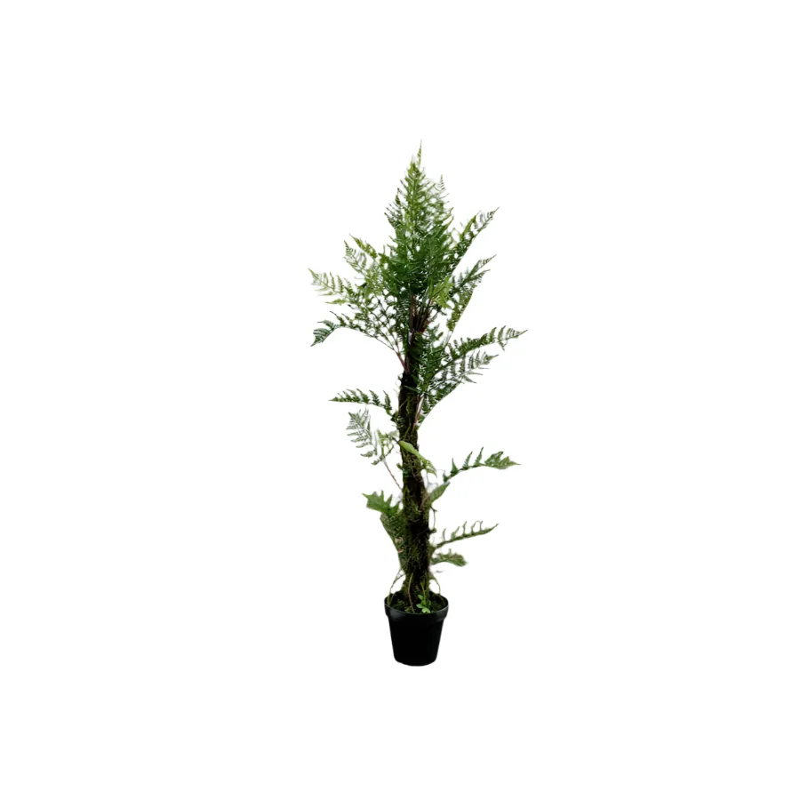 Fern plant in pot 1.2m